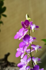 Colorful flowers in the garden,Beautiful flowers in the garden Blooming in the summer.Landscaped Formal Garden