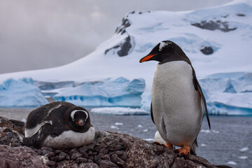 Pingüinos Antárticos © Aaron Isla Ulloa
