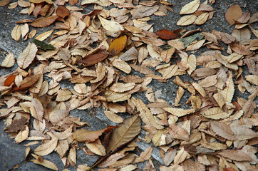 leaves on the ground