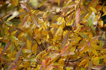 autumn leaves background