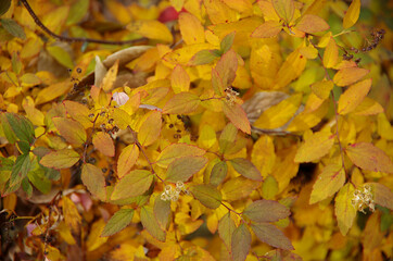 autumn leaves in the park