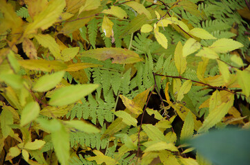 autumn leaves in the forest