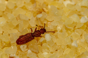 A close up macro image of a sawtoothed grain beetle ( Oryzaephilus surinamensis ) walking on a pile...