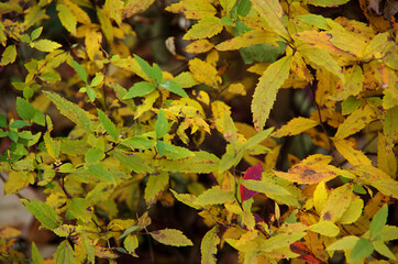 yellow leaves on a tree