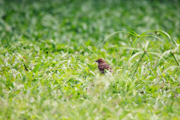 Sparrows play and forage in the grass