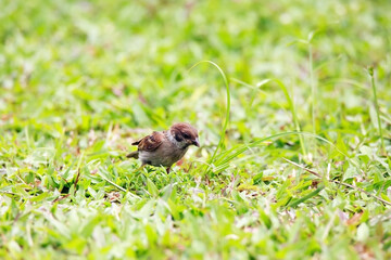 Sparrows play and forage in the grass