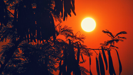 silhouette of a tree