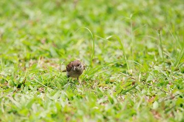 Sparrows play and forage in the grass