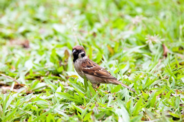 Sparrows play and forage in the grass