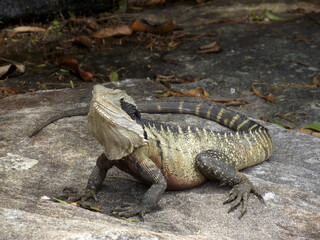 Australian Water Dragon on a pathway