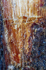 Resin of pine tree