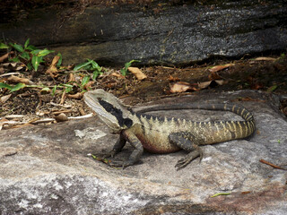Water Dragon on pathway near Sydney