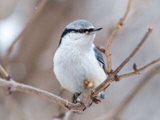 Eurasian nuthatch or wood nuthatch, lat. Sitta europaea, sitting on a tree trunk with a blurred background.