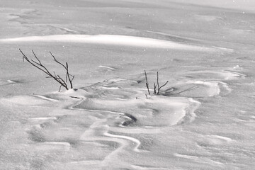 Snow attern created by wind and bare tree brunches covered with snow. Simple winter image. Canadian Rockies. Alberta. Canada
