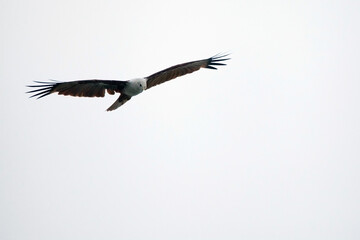 Fototapeta premium An eagle playing in the air