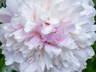 Pink peony flower with water drops after rain close up