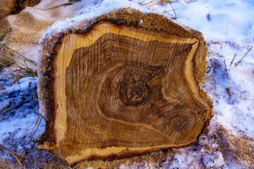 Fresh cut of the trunk of an old oak tree in the snow with sawdust in the snow