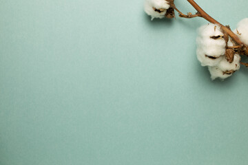 Cotton plant on green background. top view, copy space