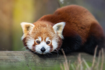 Cute red panda laying on a log