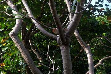 
Squirrel or Climb or Animal