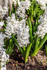 white hyacinths springtime