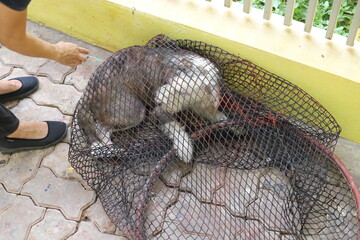 Stray dogs protected in animal shelters in Thailand