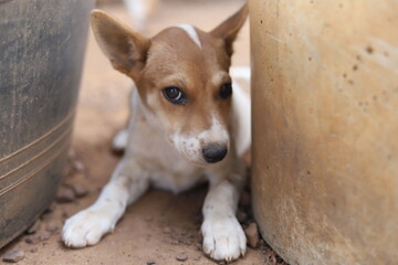 Stray dogs protected in animal shelters in Thailand