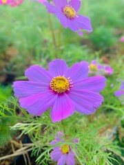 Fototapeta premium flower