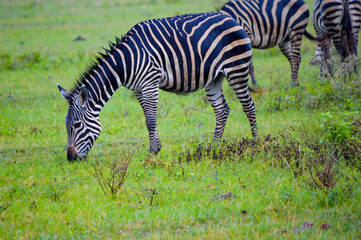Fototapeta na wymiar Zebras beim Grasen