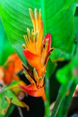 Obraz premium red and yellow flower