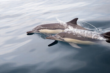 Fototapeta premium Common Dolphins Bubbling and Breaching the Surface