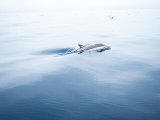 Naklejka premium Common Dolphins Bubbling and Breaching the Surface
