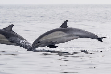 Fototapeta premium Common Dolphins Bubbling and Breaching the Surface