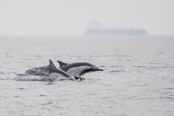 Fototapeta premium Common Dolphins Bubbling and Breaching the Surface