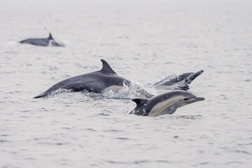 Fototapeta premium Common Dolphins Bubbling and Breaching the Surface