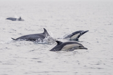 Fototapeta premium Common Dolphins Bubbling and Breaching the Surface