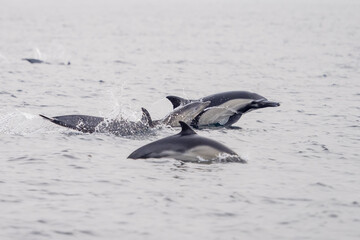 Naklejka premium Common Dolphins Bubbling and Breaching the Surface