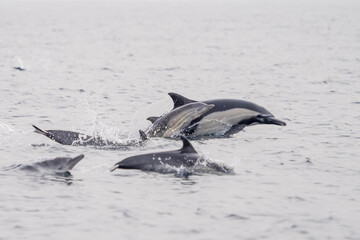 Fototapeta premium Common Dolphins Bubbling and Breaching the Surface