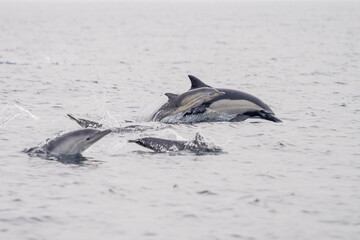 Fototapeta premium Common Dolphins Bubbling and Breaching the Surface