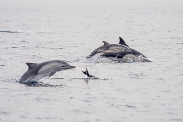 Fototapeta premium Common Dolphins Bubbling and Breaching the Surface