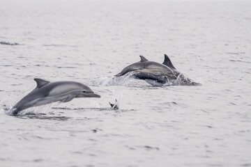 Common Dolphins Bubbling and Breaching the Surface