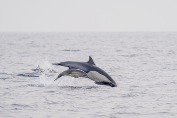 Fototapeta premium Common Dolphins Bubbling and Breaching the Surface