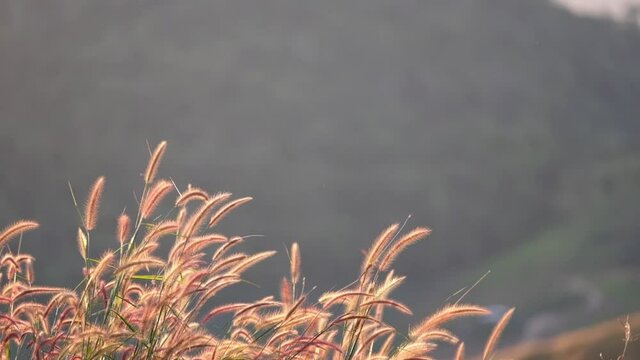 Slow motion of Desho grass or grass flowers blowing in the wind