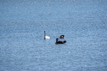A white mute swan with orange and black beak and young brown coloured offspring with pink beak...