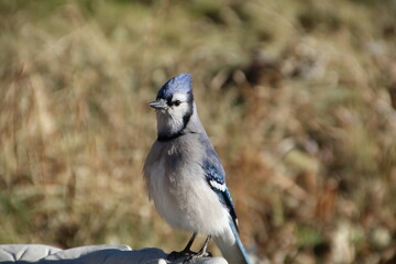 Blue Jay, Edmonton, Alberta