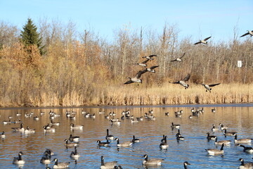 Geese Coming In, Pylypow Wetlands, Edmonton, Alberta