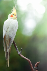 Australian white parakeet