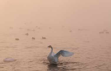 White swans in the lake. Morning misty scene. Swans in a heart shape. (Cygnus olor) is a species of swan and a member of the waterfowl family Anatidae.