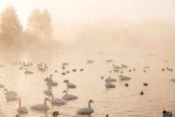 Beautiful white whooping swans swimming in the nonfreezing winter lake.