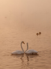 Fototapeta premium A gentle view of two white swans glowing in the morning frost in the winter light. Beautiful fog soars above the water. The love relationship between birds. Swans. Altai Republic. Siberia. Russia.